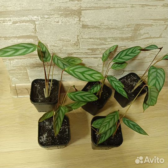 Калатея-Бахема (ктенанта) в горшочках