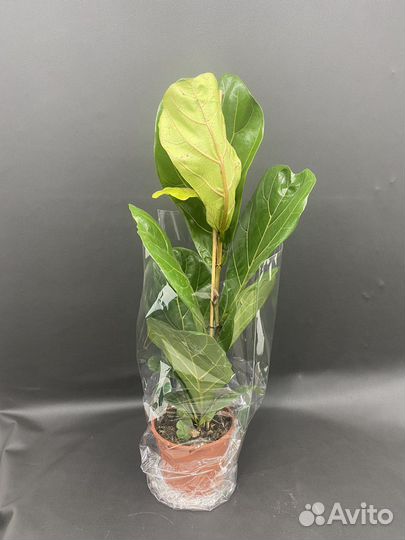 Фикус Лирата