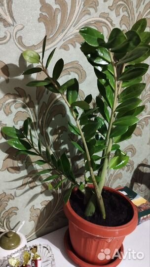 Замиокулькас с кашпо