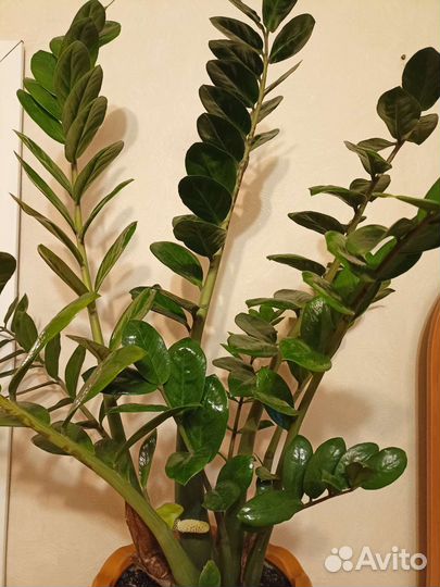 Замиокулькас