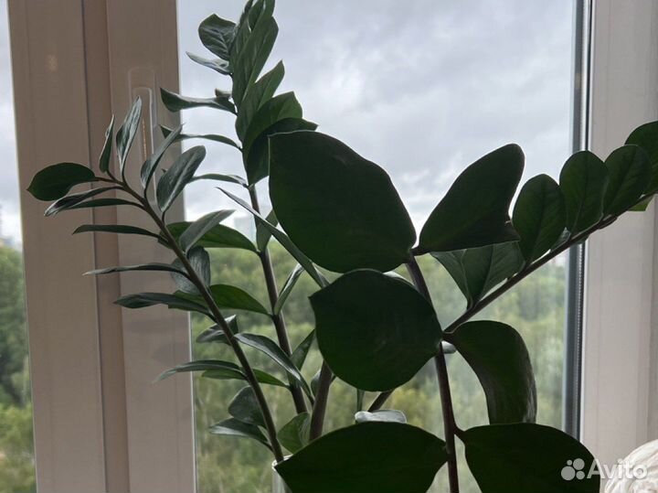 Замиокулькас