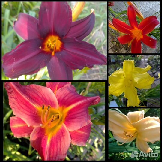 Садовые растения