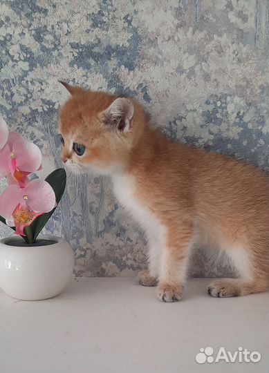 Британский котик