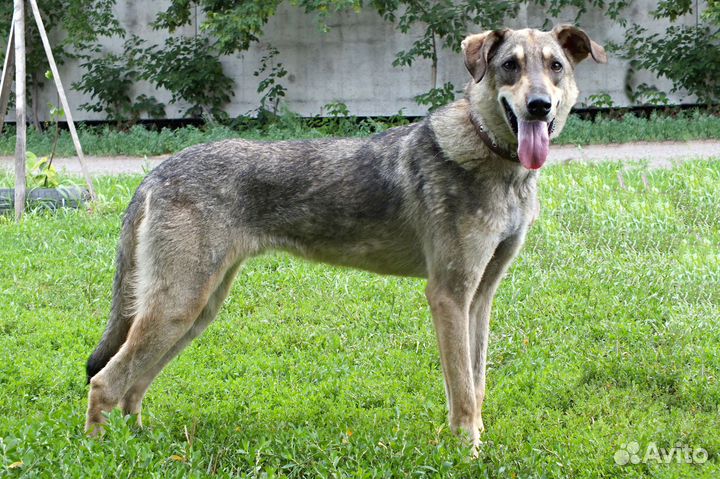 Ринго - маленький философ