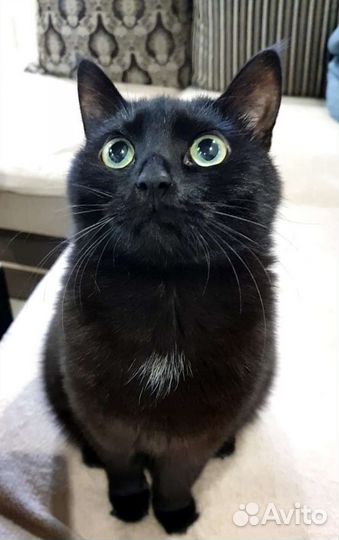 Передержка животных