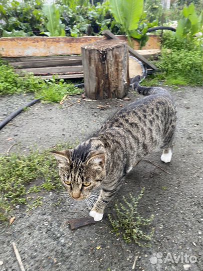 Молодой котик