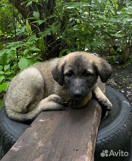 Собаки бесплатно