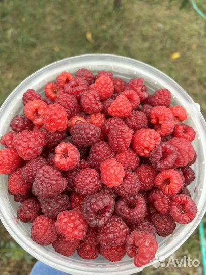 Малиновое варенье