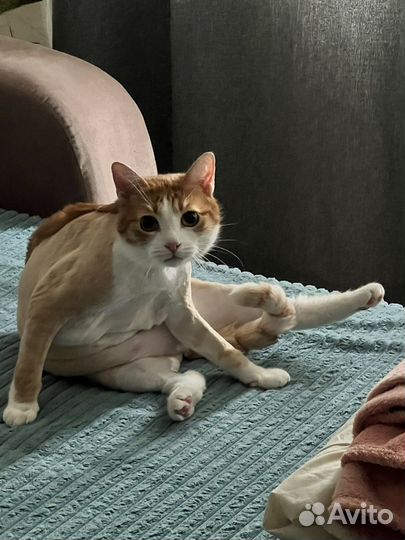 Стрижка кошек выезд на дом