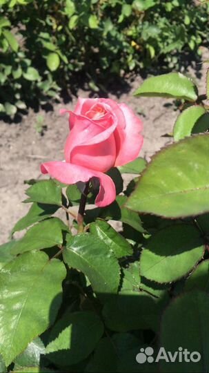 Саженцы роз