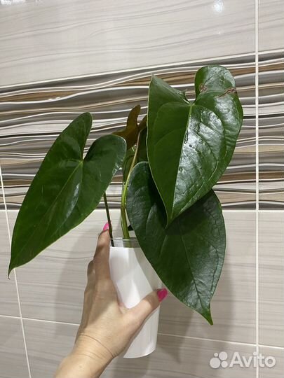 Антуриум Блек Квин