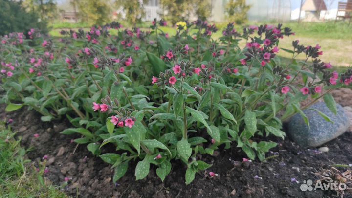 Медуница сахарная лат. Pulmonaria saccharata