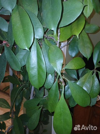 Фикус Циатистипула