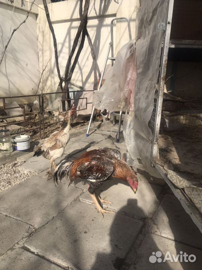 Петухи шамо