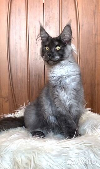 Котята мейн-кун