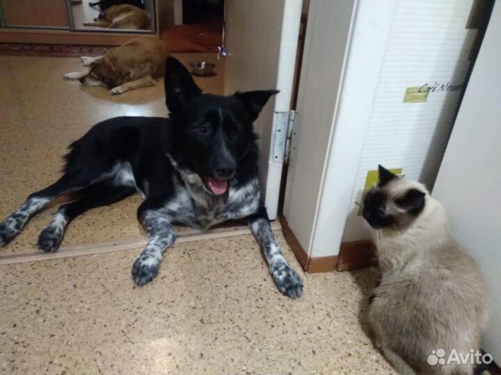 Бим ищет хозяев