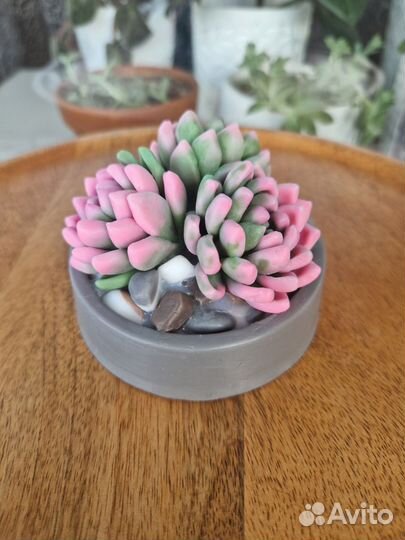 Суккуленты мыло