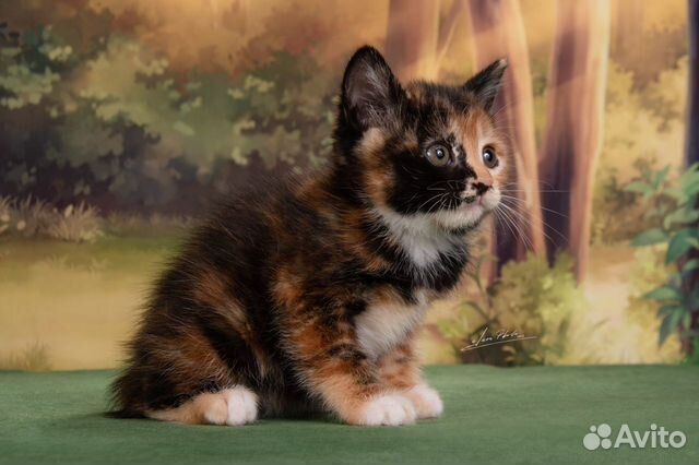 Трёхцветная короткошерстная кошка объявление продам