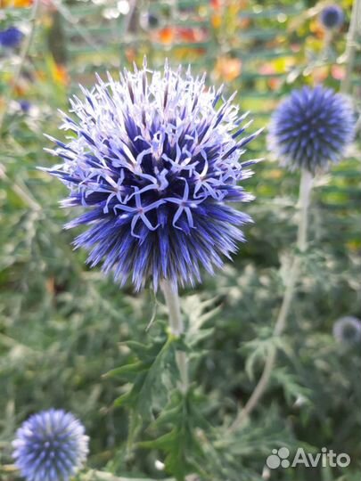 Синеголовник