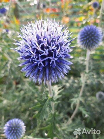 Синеголовник