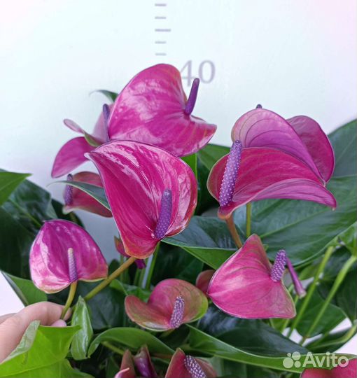 Антуриум карма пурпл