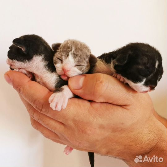Котята девон-рекс шикарные элитные котики