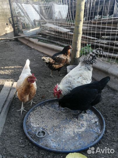 Куры семья 1+5