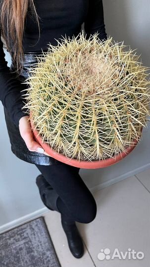 Кактус, редкий, в наличии, суккулент