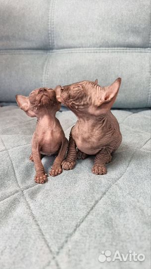 Канадский сфинкс котята