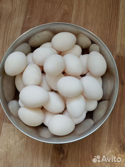 Продаю инкубационные утиные яйца