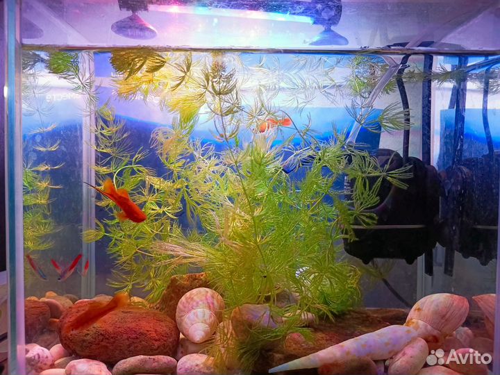 Роголистник