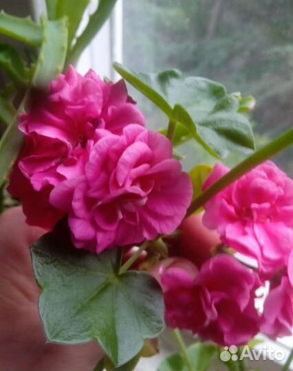 Пеларгонии герань