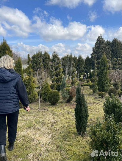 Можжевельник Блю Эрроу для живой изгороди