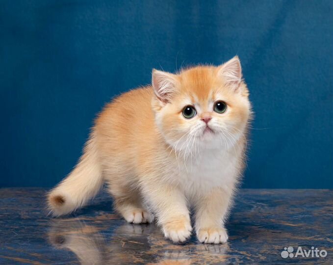 Британская шиншилла котята