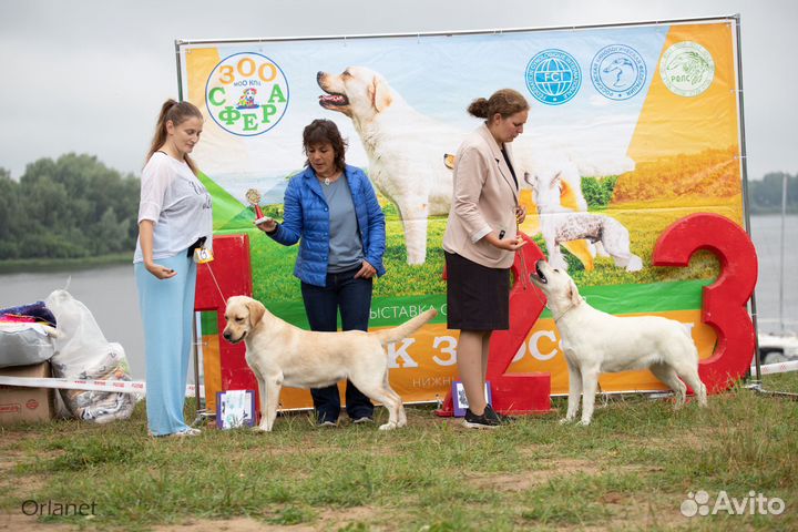 Хендлер, передержка собак, фотосессии