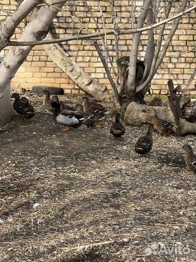 Подсадные утки