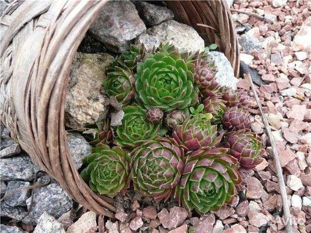 Каменные розы