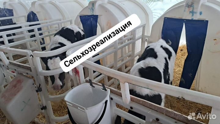 Бычки телята