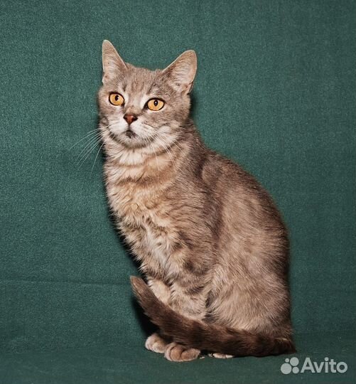 Муся в добрые руки