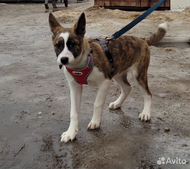 Маленькому щенку не место в приюте