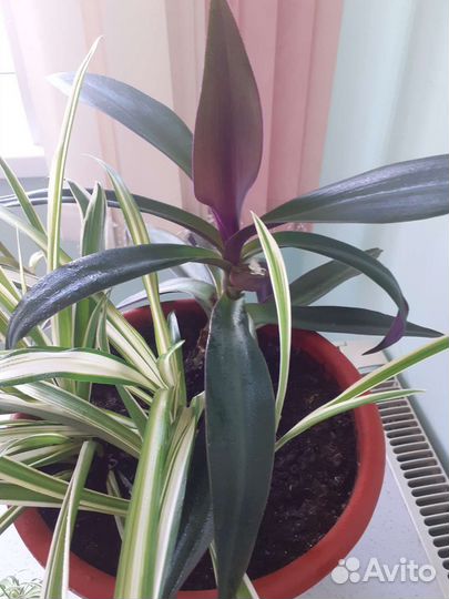 Комнатные растения традесканция Рео
