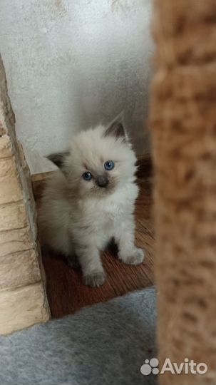 Котята Невские-Маскарадные