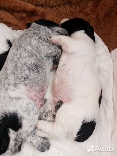 Русский охотничий спаниель щенки