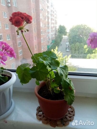 Пеларгония герань розебудная