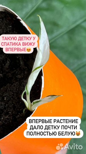 Спатифиллум вариегатный даймонд