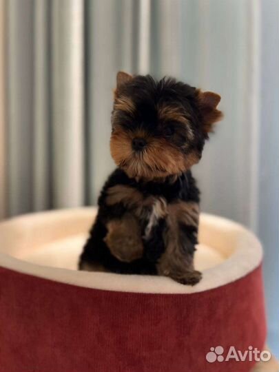 Йоркширский терьер