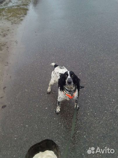 Собаки бесплатно в добрые руки