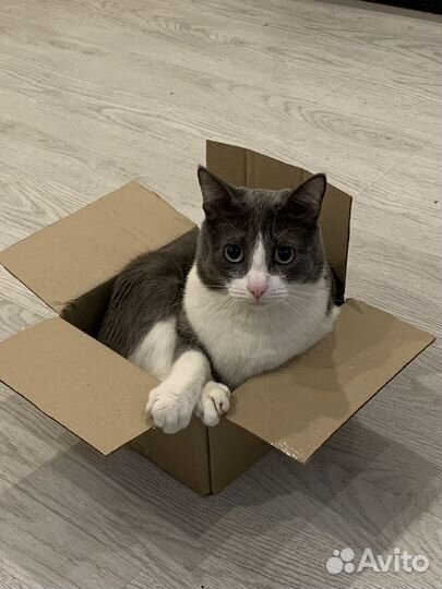 Кот в добрые руки