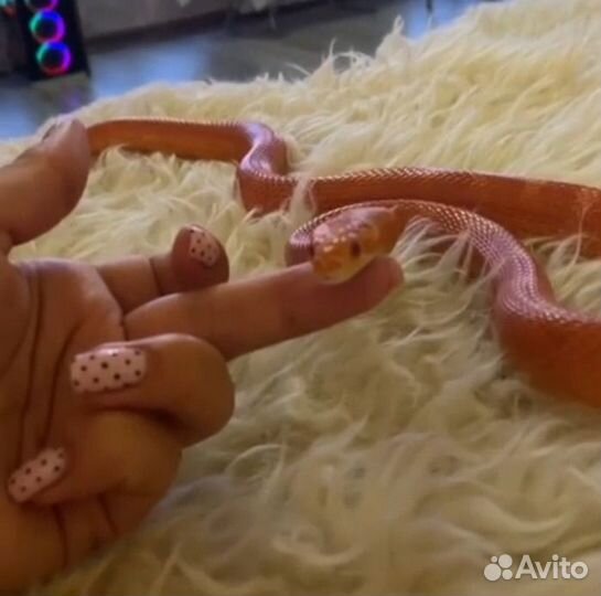 Маисовый полоз Fire (Amel Diffused)