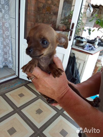 Той тейер мальчик и девочка есть ерки торг